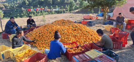 आलेख , सुनजस्तै तनहुँका सुन्तला