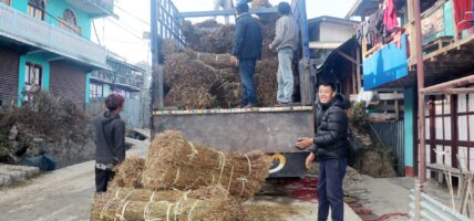 चिराइतोको मूल्य बढ्दो, उत्पादन घढ्दो