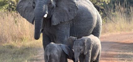 आर्थिक सहयोगको प्रतीक्षामा झापाका पाँच सय हात्तीपीडित