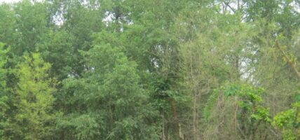 वडाध्यक्षद्वारा बाँदर धपाउन रुख काट्न र झाडी सफा गर्न आह्वान