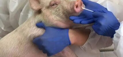 तनहुँमा अफ्रिकन स्वाइन फिभरबाट ३० बङ्गुर मरे