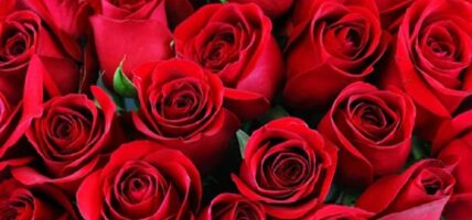 ‘भ्यालेन्टाइन डे’को लागि ९० प्रतिशत गुलाफ भारतबाट आयात गरिने