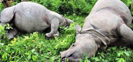 चितवन राष्ट्रिय निकुञ्ज क्षेत्रमा ११ गैँडा मरे