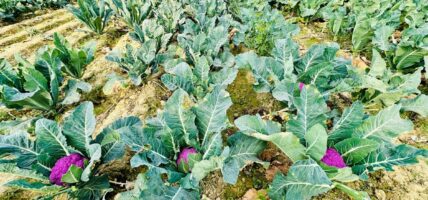 वैदेशिक रोजगारीबाट फर्केर रतन साहले फलाए रङ्गीनचङ्गीन काउली