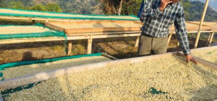 कफीखेतीबाट वार्षिक १३ लाख आम्दानी: ‘कृषि कर्म गरेर पनि मनग्य कमाउन सकिन्छ’