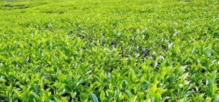 चिया निर्यातसम्बन्धी स्पष्ट नीतिको माग