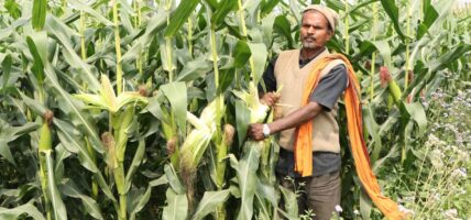 उन्नत जातको मकैमा दाना नलागेपछि किसान चिन्तित