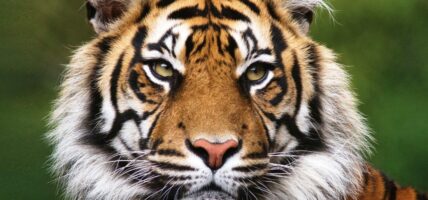 पर्सामा बाघको निगरानी गर्न क्यामेरा ‘ट्रयापिङ’