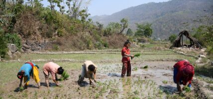 चैते धानप्रति दाङका किसानको आकर्षण बढ्दो