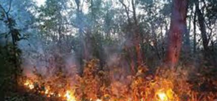 तनहुँका २३ सामुदायिक वनमा आगलागी : सबै नियन्त्रणमा