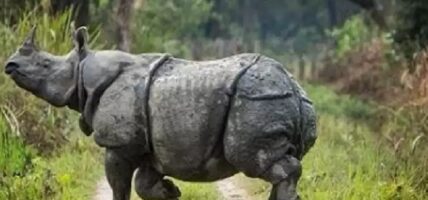 गैँडाको आक्रमणबाट एक वृद्धको मृत्यु