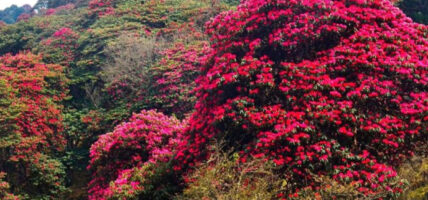 लालीगुराँस हेर्न लाप्राकमा पर्यटक बढ्दो