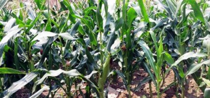 मकैखेती गर्ने किसानलाई कृषियन्त्र