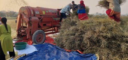 नवलपरासीमा यसवर्ष करिब तीन हजार मेट्रिक टन तोरी उत्पादन