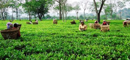  अन्तर्राष्ट्रिय चिया महोत्सव इलाममा हुने