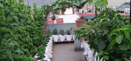 बनेपाका एक हजार घरमा ‘कौसीखेती’