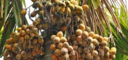 सुपारी प्रशोधनका लागि ४० लाख अनुदान