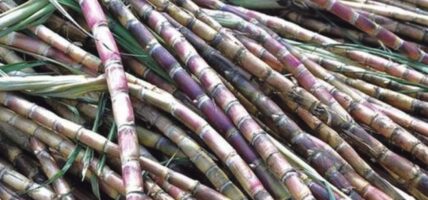 आन्दोलनरत उखु किसानल यही भदौ २५ गते देखि राजमार्ग केन्द्रित आन्दोलन गर्ने ।