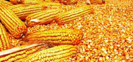 बारामा ८७ हजार मेट्रिकटन मकै उत्पादन