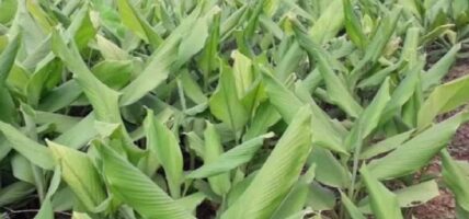 व्यावसायिक बेसारखेती: वार्षिक ४५ करोडभन्दा बढीको बिक्री