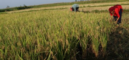 किसानलाई चैतेधान भित्र्याउन चटारो