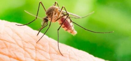 ७१ जिल्लामा फैलियो डेङ्गु सङ्क्रमण