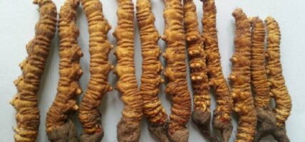 पाल्पाको रिमिघा लेकमा यार्सागुम्बा फेला