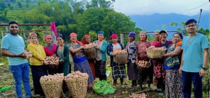 भकिम्लीको आलुलाई ‘ब्राण्डिङ’ गरेर बजार पठाइँदै