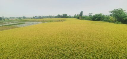 खैरहनीमा चैते धानको उत्पादन वृद्धि