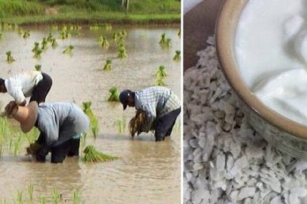 सांस्कृतिक पर्व असार १५ः धान दिवससहित दही चिउरा खाएर मनाइँदै