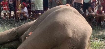 एउटा हात्ती मृत अवस्थामा फेला