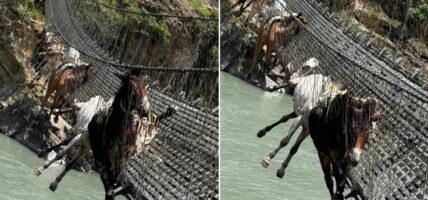 झोलुंगे पुलको लठ्ठा चुँडिदा १४ खच्चर फसे