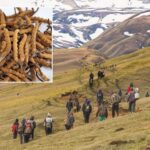 मुस्ताङका उच्चलेकमा यार्सागुम्बा सङ्कलन