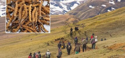 यार्सागुम्बा सङ्कलन: राज्यकोषमा एक करोड २५ लाख राजस्व