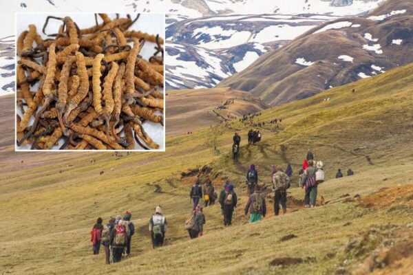 मुस्ताङका उच्चलेकमा यार्सागुम्बा सङ्कलन