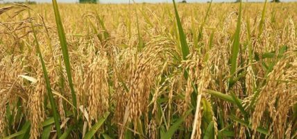 गुल्मीमा धान उत्पादनको क्षेत्रफल घट्दै