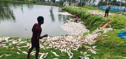 माछा मरेपछि साठी लाख बराबरको क्षति