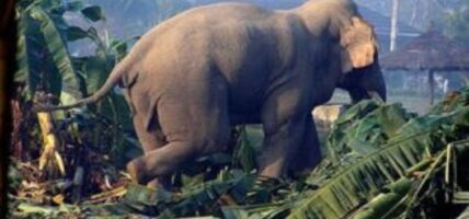 हात्तीको आक्रमणबाट मृत्यु