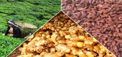 पूर्वीनाका काकडभिट्टाबाट पन्ध्र अर्बको चिया, अलैची र अदुवा निर्यात