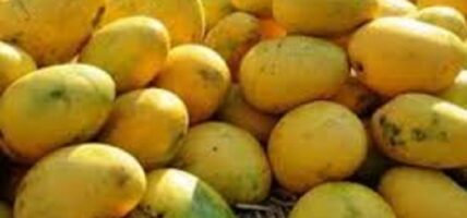 सुनसरीमा आँप उत्पादन  घट्यो