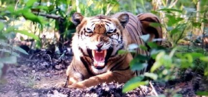दाङमा बाघको आक्रमणबाट तीन महिला घाइते