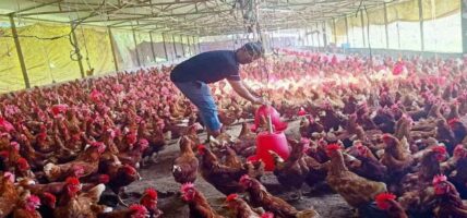 एक करोड ५० लाखको लगानीमा कुखुरापालन गर्दै उद्यमी शर्मा