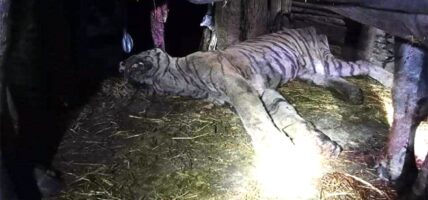 भैंसी गोठभित्र मृत भेटियो बाघ