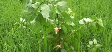 धानबाली संरक्षण गर्ने हरेलो संस्कृति लोप हुँदै