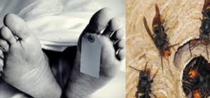 अरिङ्गालले टोकेर युवकको मृत्यु