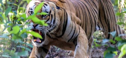 खोटाङको राजापानीमा बाघ आतङ्क