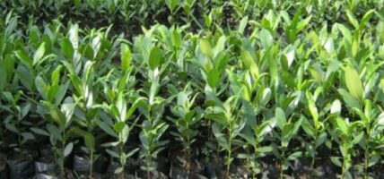बाँड्यो वन कार्यालयले एक लाख भन्दा बढीको बिरुवा