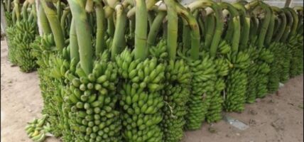 भेटियो काँचो केरामै विषादीको मात्रा