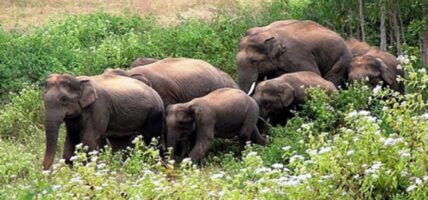 हात्तीबाट जुम्ल्याहा सन्तानको जन्म