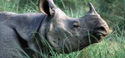 गैँडाको आक्रमणबाट पथप्रर्दशकको मृत्यु, पर्यटक र चौकीदार घाइते